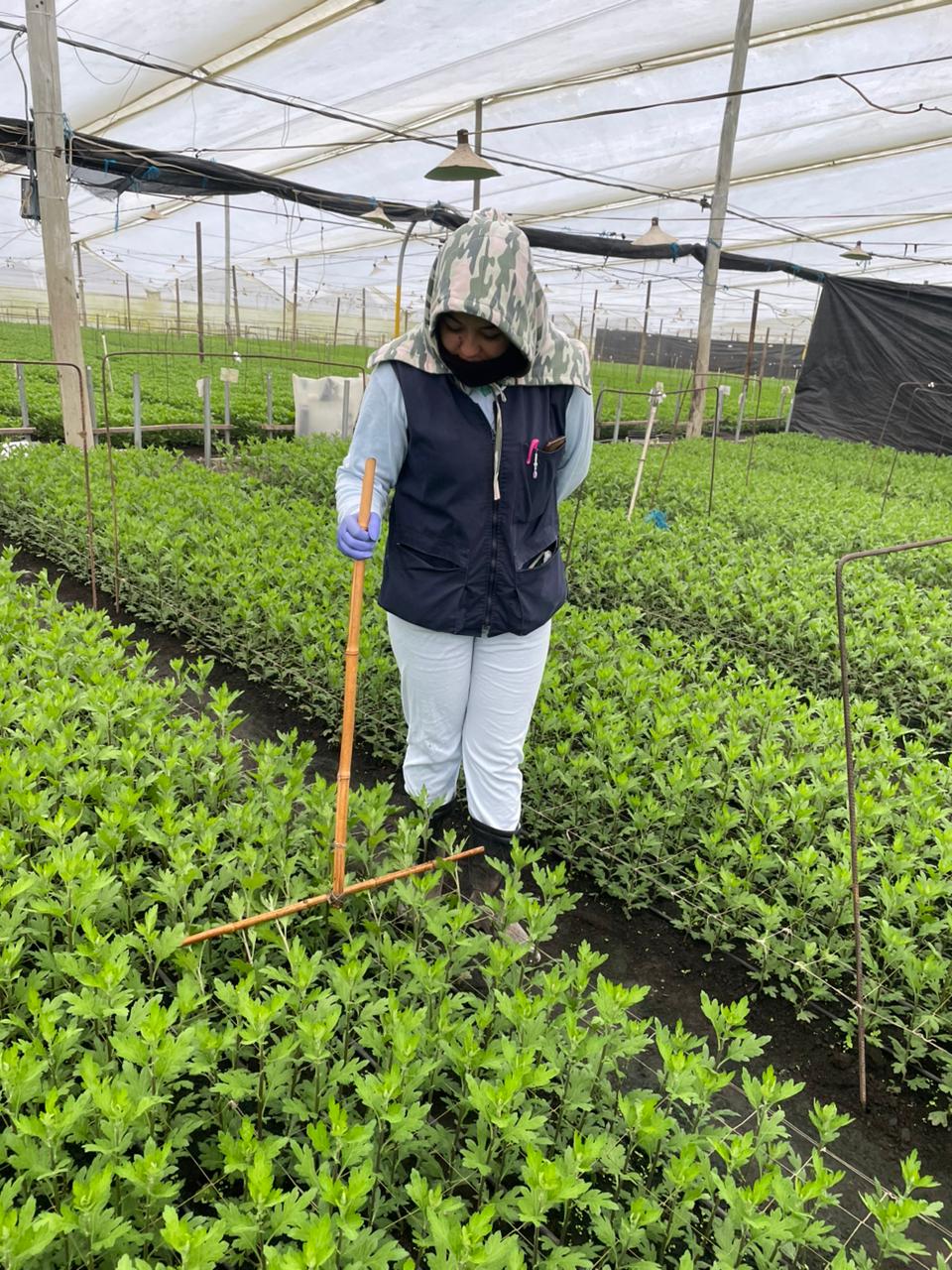 Este curso permite reconocer las principales plagas y enfermedades que afectan las flores de exportación en Colombia y aplicar estrategias de manejo integrado para su control, garantizando la calidad fitosanitaria de los cultivos.